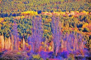 spain foliage Spain Foliage 0007