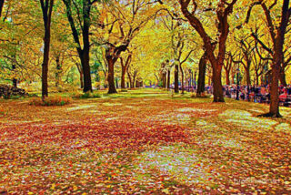 Usa New York City Central Park Foliage 0001