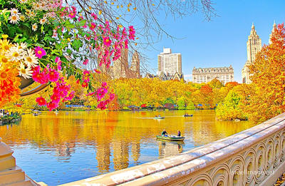 Usa New York City Central Park Foliage 0002