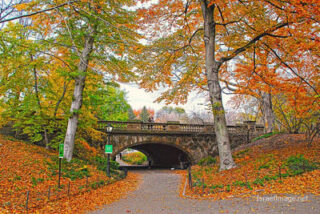 Usa New York City Central Park Foliage 0005