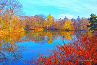 Usa New York City Central Park Foliage 0006