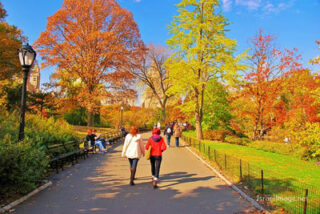 Usa New York City Central Park Foliage 0011