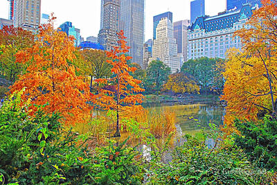 Usa New York City Central Park Foliage 0016