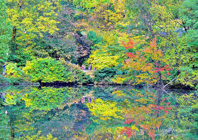 Usa New York City Central Park Foliage 0018