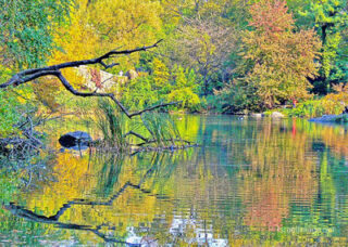 usa new york city central park foliage Usa New York City Central Park Foliage 0025