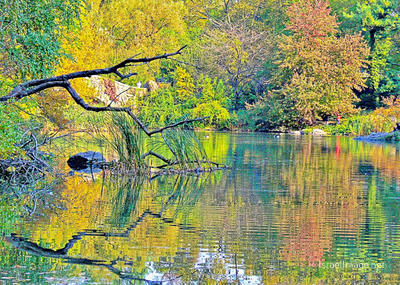 Usa New York City Central Park Foliage 0025