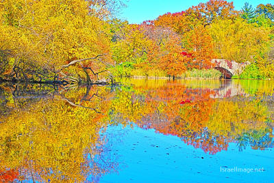 Usa New York City Central Park Foliage 0030