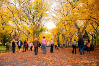 new york city central park nyc Usa New York City Central Park Foliage 0031