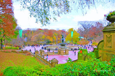 Usa New York City Central Park Foliage 0032
