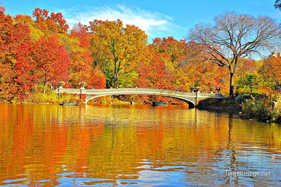 Usa New York City Central Park Foliage 0037