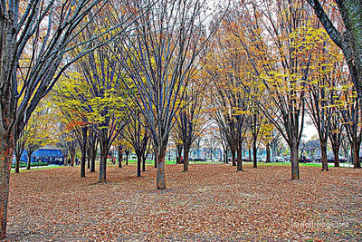 Usa Washington Dc Foliage 0003