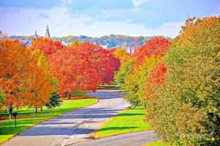 Usa Washington Dc Foliage 0004