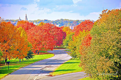 Usa Washington Dc Foliage 0004