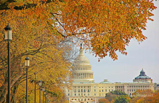 Usa Washington Dc Foliage 0009