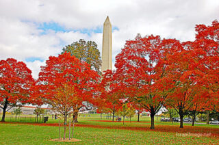 Usa Washington Dc Foliage 0010