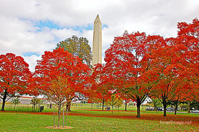Usa Washington Dc Foliage 0010