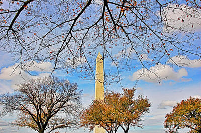 Usa Washington Dc Foliage 0011
