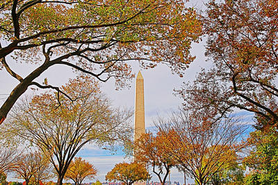 Usa Washington Dc Foliage 0012