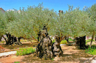 the footsteps of jesuse Jerusalem Gethsemani 0003