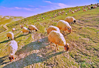 the footsteps of jesuse Judean Desert 0005