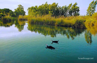 pho-isr-isr-israel hula valley 0002th Israel Hula Valley 0002