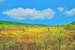 pho-isr-isr-israel valley of elah 0002th Israel Valley Of Elah 0002