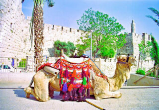 pho-isr-jer-jerusalem old city david tower 0008th Jerusalem Old City David Tower 0008