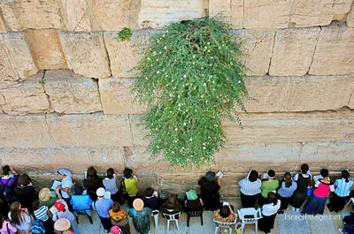 kotel Women praying Kotel Women Praying 0009