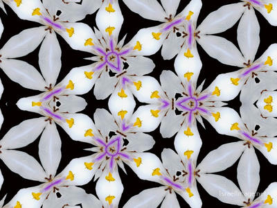 The Kaleidoscope Of Life 0004