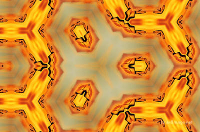 The Kaleidoscope Of Life 0023