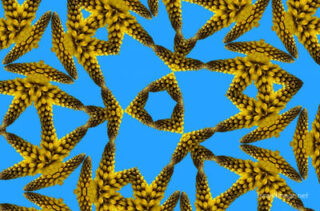 The Kaleidoscope Of Life 0026
