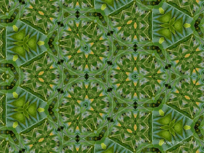 The Kaleidoscope Of Life 0030