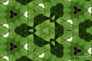 The Kaleidoscope Of Life 0053