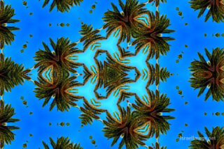 The Kaleidoscope Of Life 0055