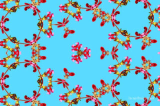 the kaleidoscope of life The Kaleidoscope Of Life 0085