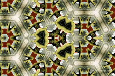 The Kaleidoscope Of Life 0089