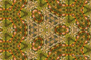 The Kaleidoscope Of Life 0103