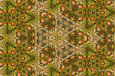 The Kaleidoscope Of Life 0103