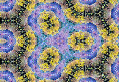 The Kaleidoscope Of Life 0118