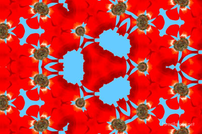 The Kaleidoscope Of Life 0164