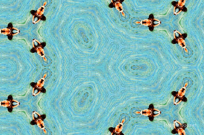 The Kaleidoscope Of Life 0179