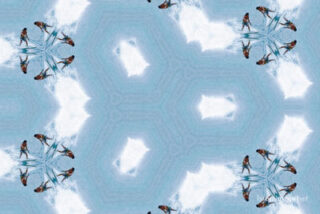 the kaleidoscope of life The Kaleidoscope Of Life 0181