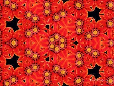 The Kaleidoscope Of Life 0220