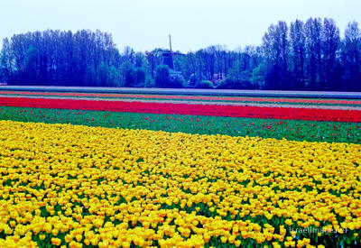 Netherlands 0004