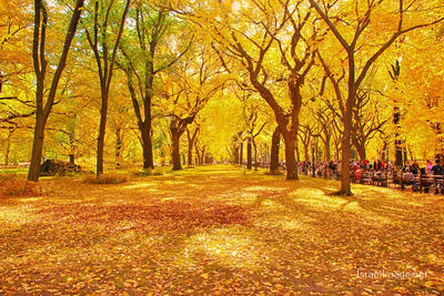 New York City Central Park Nyc 0001