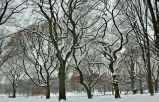 New York City Central Park Nyc 0016