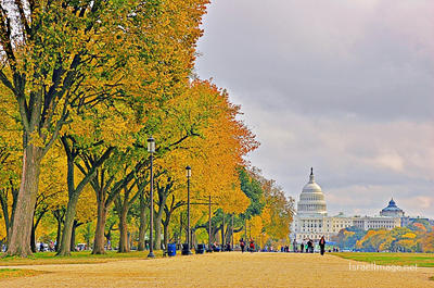 USA Washington DC Us Capital Fall Foliage 0002
