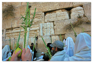kotel sukkot print Kotel Sukkot 00005