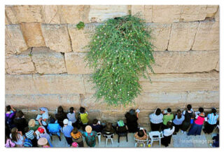kotel Women praying print Kotel Women Praying 00009