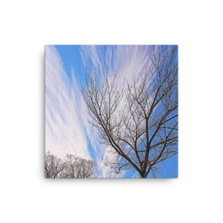 Thin canvas Usa Washington Dc Foliage 0003